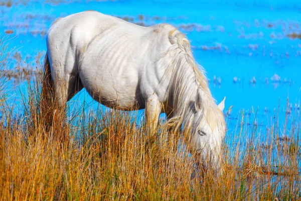 Красивая Белая Лошадь Пьет Воду Озере — стоковое фото