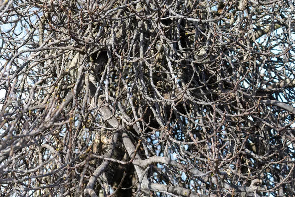 密かな小枝の背景 木の枝自然背景 — ストック写真