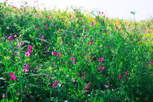 Цветущие Невозделанные Растения Цветы — стоковое фото