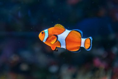 Clown fish in deep sea . Exotic colorful fish in transparent water  clipart