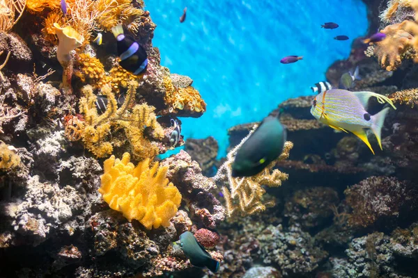 有珊瑚礁的水下生态系统 海洋的热带雨林 — 图库照片