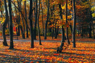 Parlak renklerle dolu bir sonbahar parkı. Ekim sonbahar yaprakları