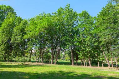 Yeşil çayırdaki yeşil ağaç. Parktaki otlaklar. Yeşil Ağaçlar Çim ve Çim
