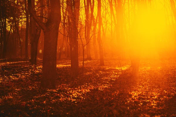 Lesní Oranžové Přírodní Světlo Stíny Stromů — Stock fotografie