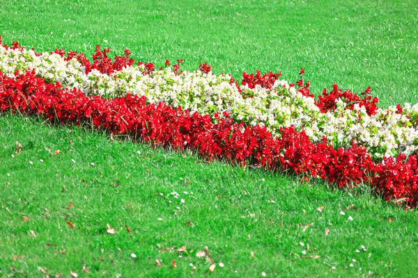 Декоративный Сад Цветущими Цветами Газоном Красные Культивируемые Цветы Зеленая Трава — стоковое фото
