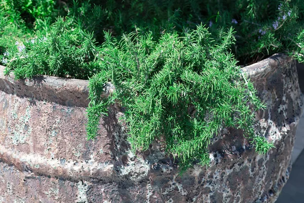 Densiflorus Planta Tropical Hierbas Exóticas Evergreen Espárragos Densiflorus —  Fotos de Stock