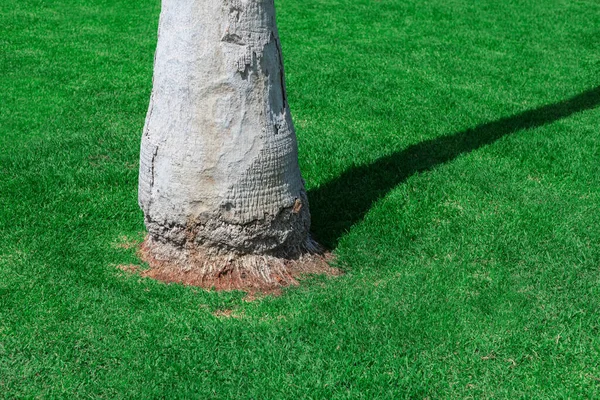 Ствол Пальмы Фоне Зеленой Травы Экологический Природный Фон — стоковое фото