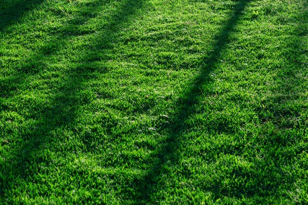 Schatten Auf Dem Rasen Grünes Gras Mit Sonnenlicht — Stockfoto