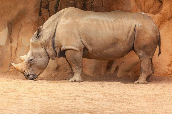 Rinoceronte Blanco Animal Animal Salvaje Rinoceronte Blanco — Foto de Stock