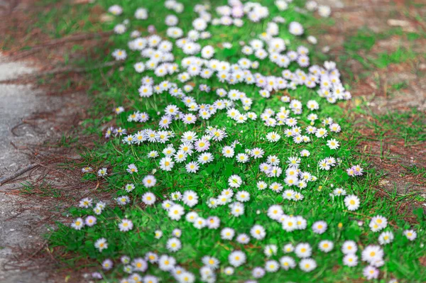 Άγρια Λουλούδια Στο Μονοπάτι Χαμομήλι Και Πράσινο Γρασίδι — Φωτογραφία Αρχείου