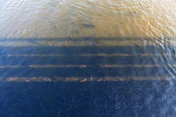 水面の魚 川の水面で泳ぐ魚 — ストック写真