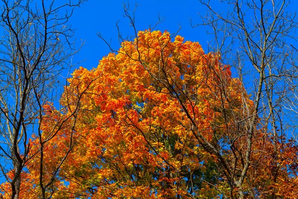 Осіннє Кольорове Дерево Осіннє Листя Зубах — стокове фото