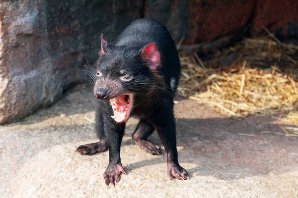 Tasmanian Devil . Roaring angry animal