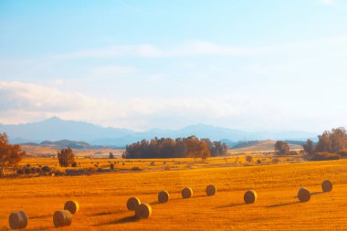 Sonbaharda tarımda saman balyaları 
