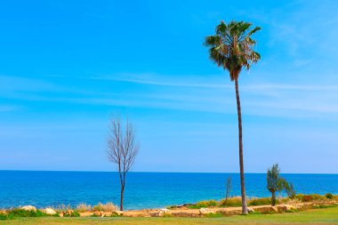 Pam ağacı olan yeşil tropikal bir sahil. Egzotik yeşil plaj 