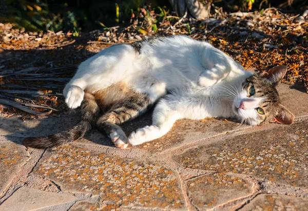 Playful cat lying on the pavement . Lazy animal in summer