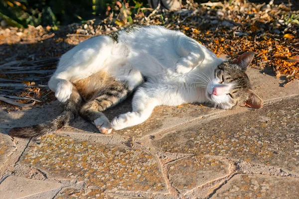 Kedi Gözleri Kapalı Yatıyor Tembel Evcil Hayvan — Stok fotoğraf