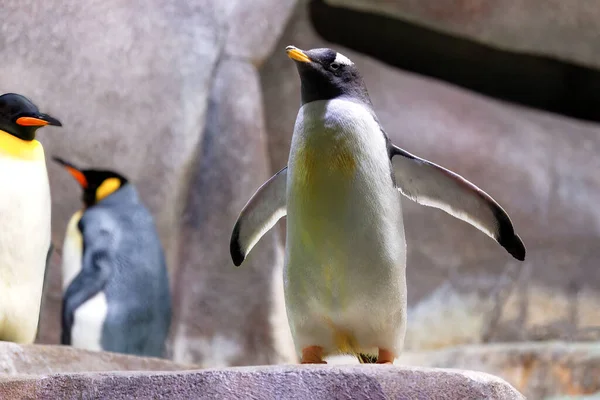 Pinguin Mit Ausgebreiteten Flügeln Wasserflugvogel — Stockfoto