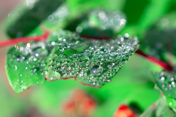 Dew Капли Зеленые Листья Свежий Природный Фон Каплями — стоковое фото