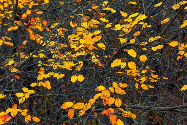 Прекрасне Жовте Листя Гілках Осінній Фон Природи — стокове фото