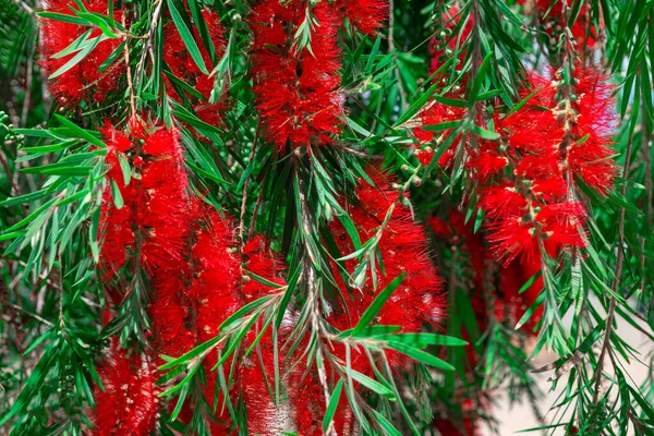 Callistemon Kenmorrisonii Blommar Röda Tropiska Blommor Royaltyfria Stockbilder