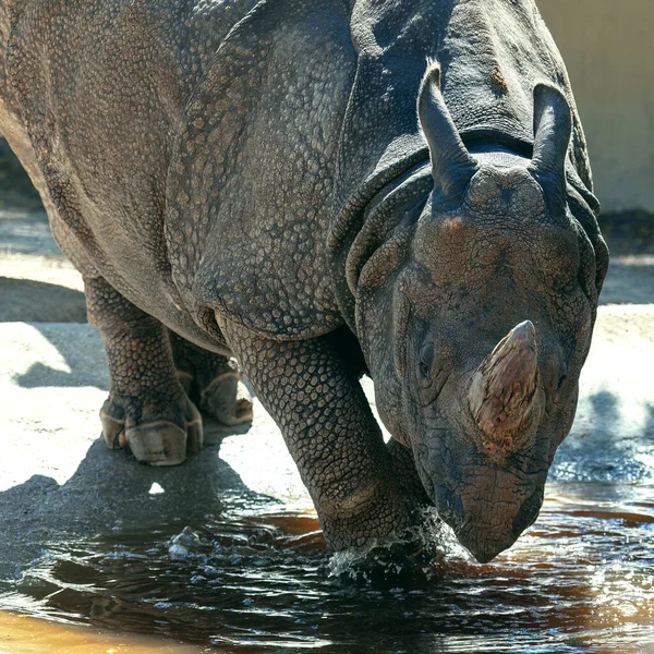 인도의 코뿔소 코뿔소 코뿔소 유니콘 — 스톡 사진