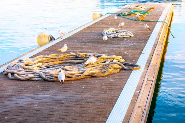 Harbor with nautical ropes . Seagulls on the pier