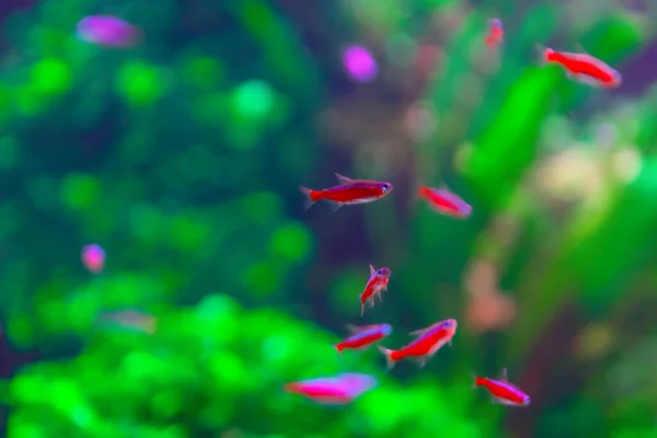 Neon Fish Deep Water Aquarium Background — Stock Photo, Image