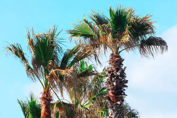 Tropische Palmbomen Met Groene Droge Takken — Stockfoto