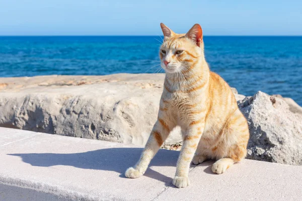 Kızıl Kedi Kıyıda Duruyor Yalnız Kedi Deniz Kenarında — Stok fotoğraf