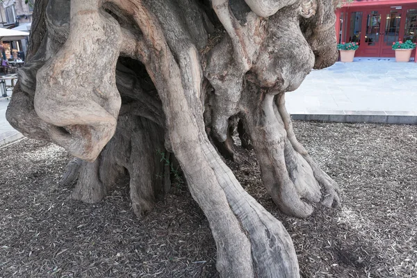 树根大的老树 橄榄的外根 — 图库照片