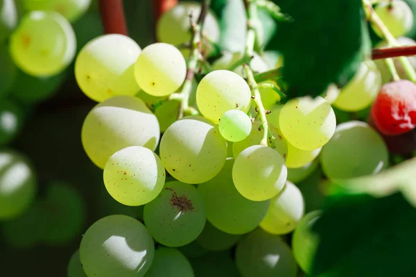Hodowla Winogron Białe Winogrona Ogrodzie — Zdjęcie stockowe