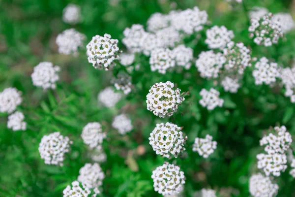 Virágzó Fehér Virágok Zöld Háttér — Stock Fotó