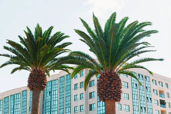 Palmbomen Stadsarchitectuur Tropische Stad Straat — Stockfoto