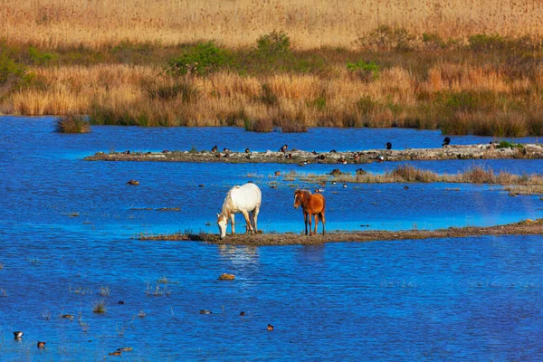 湿地上的马自然保护区的野马 — 图库照片