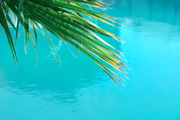 stock image Palm tree branch over turquoise sea . Tropical exotic background  . Paradise tropical vacation