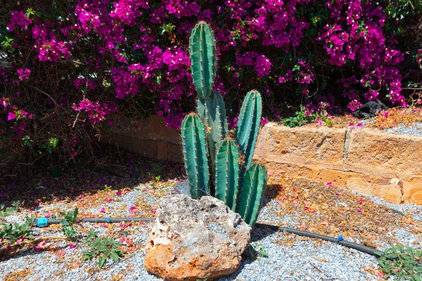 Cactus and blooming flowers . Tropical ornamental garden