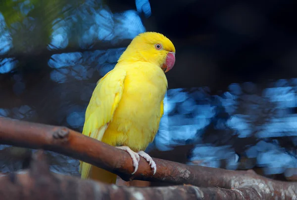 Желтый Попугай Стоит Бревне Золотая Конура — стоковое фото