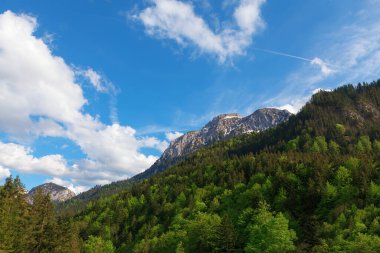 Evergreen dağ ormanı karlı tepe manzaralı. Yeşil dağlar manzarası