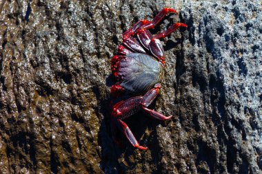 Yengeç okyanus kayasında, taşın üstünde duruyor. 