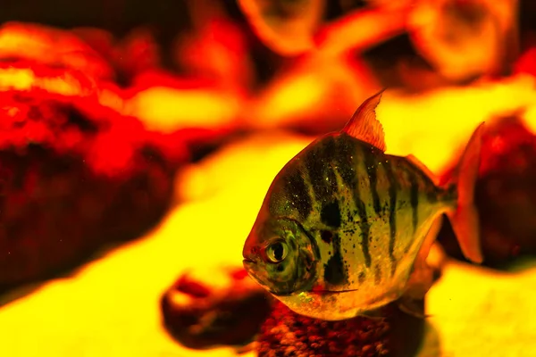 Тропічна Риба Глибокій Воді Захоплення Аквалангом — стокове фото