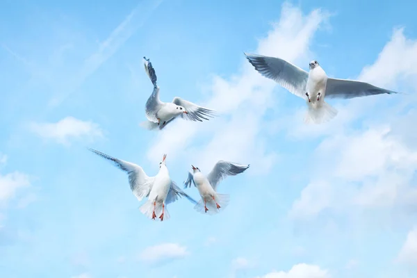 Verspielte Möwen Himmel Vögel Mit Ausgebreiteten Flügeln — Stockfoto