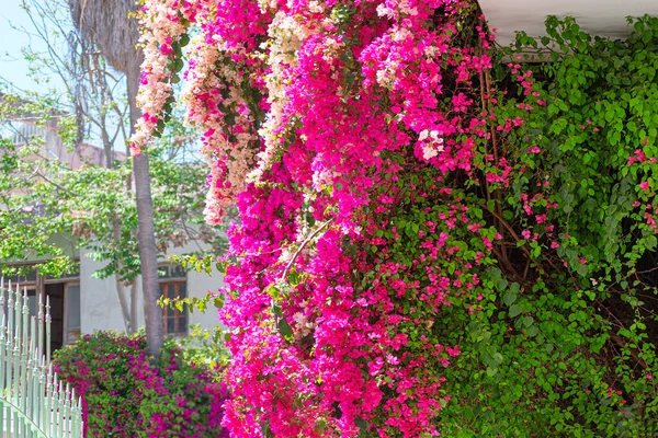 Flor Colgante Floreciendo Rústico Aire Libre Con Plantas Flor —  Fotos de Stock