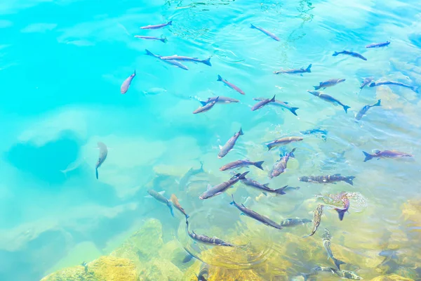 물고기 무리가 물에서 헤엄치고 있습니다 바다위의 삼엽충 바다에 물고기 — 스톡 사진