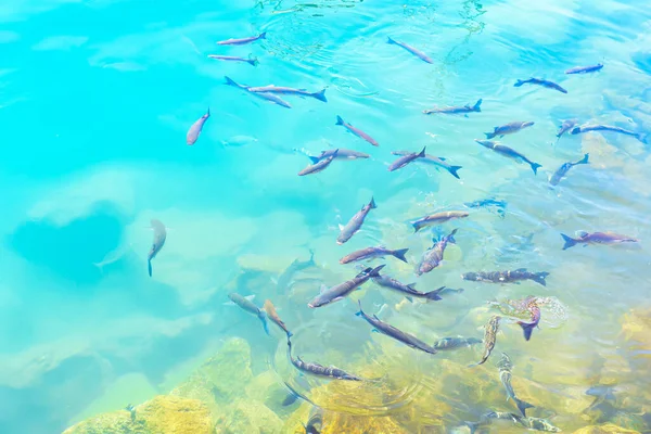 Manada Peces Nadando Agua Clara Peces Mar Trnsparent Superficie Del — Foto de Stock