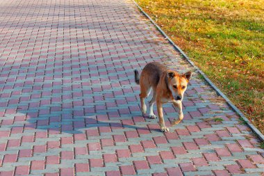 Kaldırımda yürüyen bir köpek. Şehir parkında hayvan 