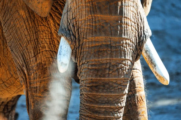 Tusks and elephant trunk . Elephant skin details
