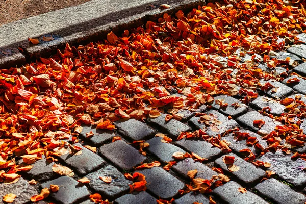 Parke taşında sonbahar yaprakları var. Sokakta sonbahar yaprakları 