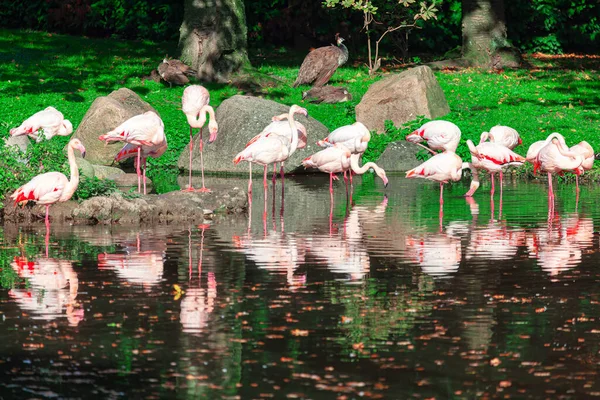 带火烈鸟的天堂公园湖中的异国鸟在倒影 有火烈鸟的热带公园 — 图库照片