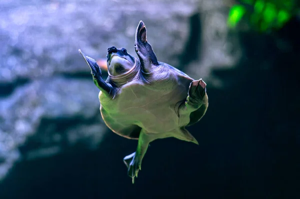 Tartaruga Águas Profundas Escuras Tartaruga Nadadora Mar Transparente — Fotografia de Stock